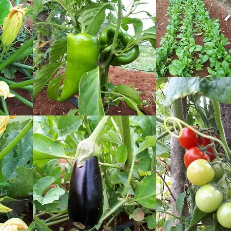 Margerita & * Rovinj