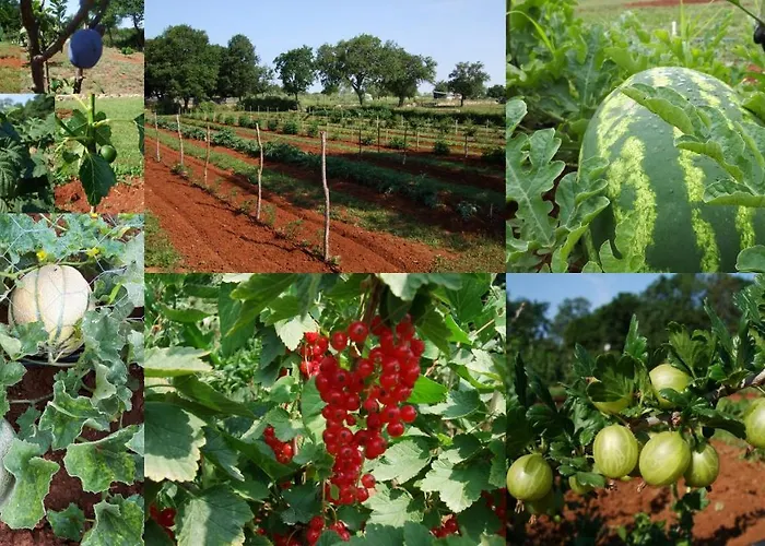 Margerita & * Ρόβινι