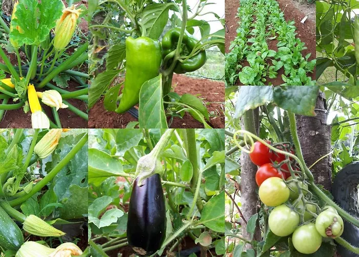 Margerita & * Ρόβινι